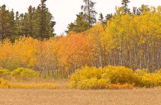 Fall Autumn colors trees Manitoba Canada