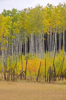 Fall Autumn colors trees Manitoba Canada