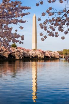 Reflection of Washington Monument in the blue water of the basin with cherry blossoms