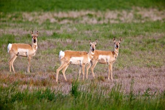 Pronghorn antelopes in field