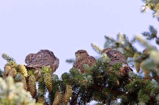 Hawk fledlings in pine tree