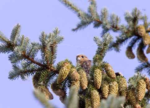 Hawk fledling in pine tree