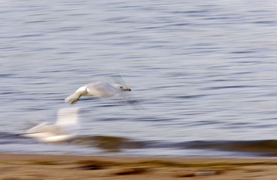 Gull in flight