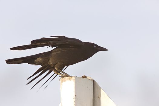 Crow fledgling perched on sign