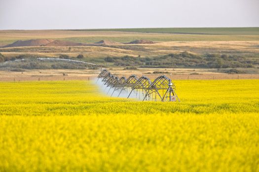 Irrigation sprinklers at work