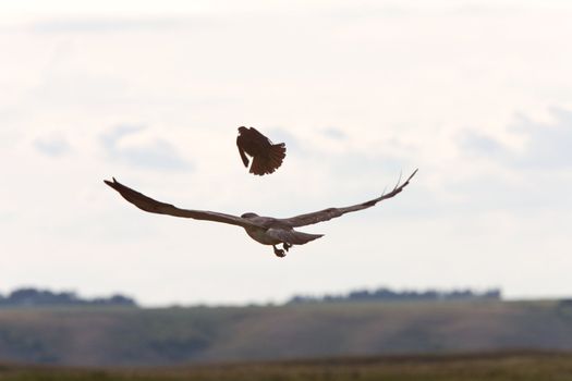 Small bird attacking hawk