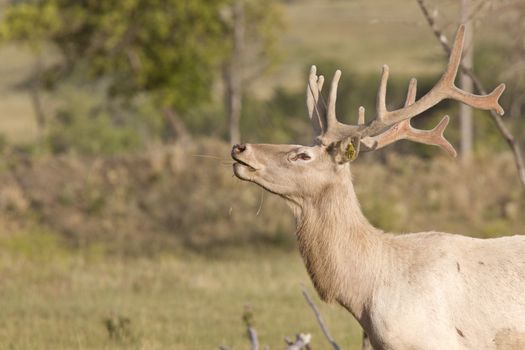 Male elk in field