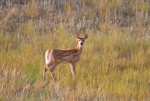 White tailed Deer fawn standing in field
