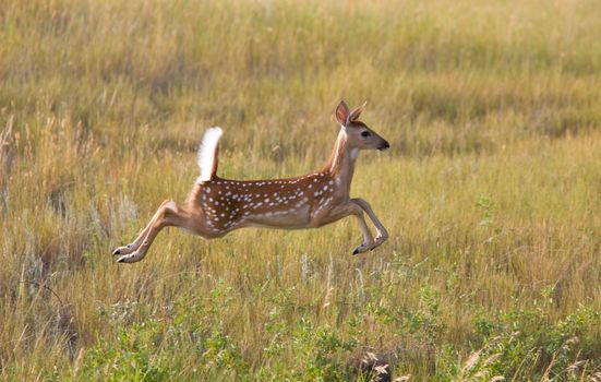 White tailed Deer fawn leaping in field