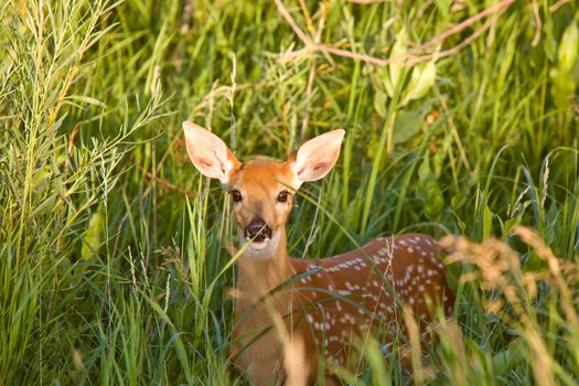 Mule Deer fawn hiding in grass