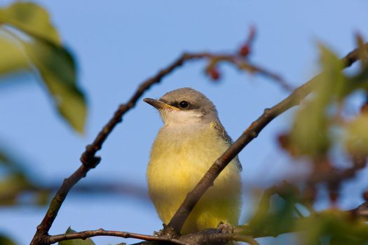 Western Kingbird perched in tree