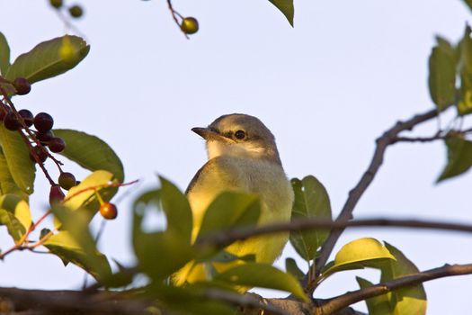 Western Kingbird perched in tree