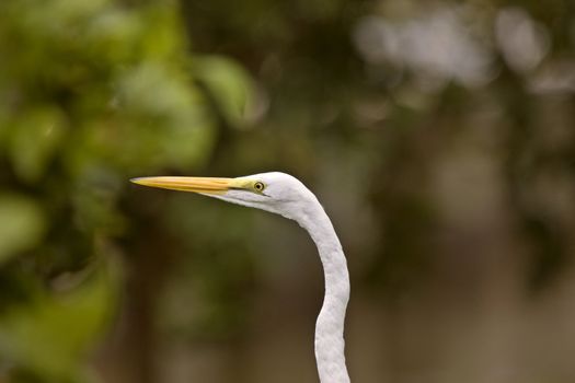 Great Egret in Florida