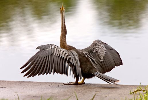 Anhinga Drying it's wings Sarasota Florida