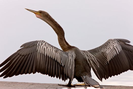 Anhinga Drying it's wings Sarasota Florida