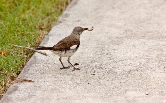 Bird on Sarasota sidewalk