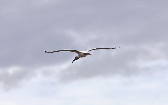 Wood Stork flying over Florida waters