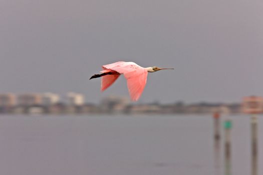 Rosette Spoonbill flying over Florida waters