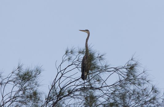 Great Blue Heron perched in Florida tree