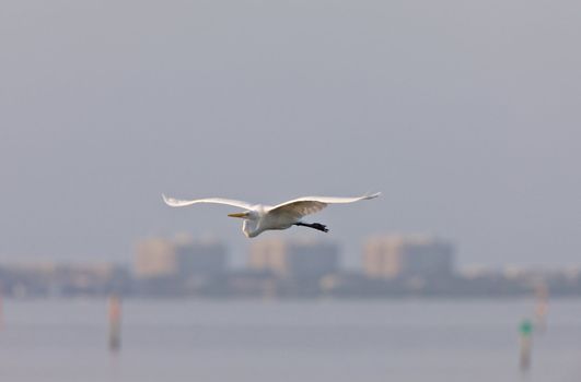 Great White Egret flying over Florida waters