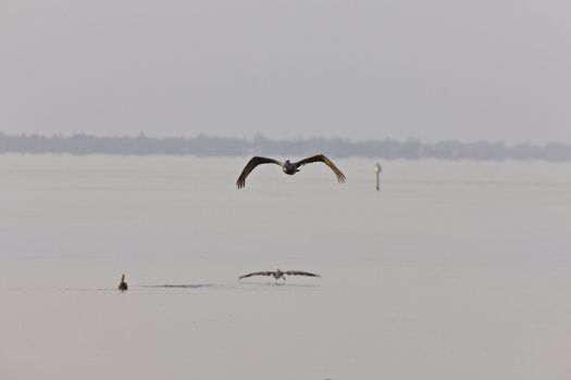 Brown Pelican flying over Florida waters