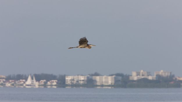 Great Blue Heron flying over Florida waters