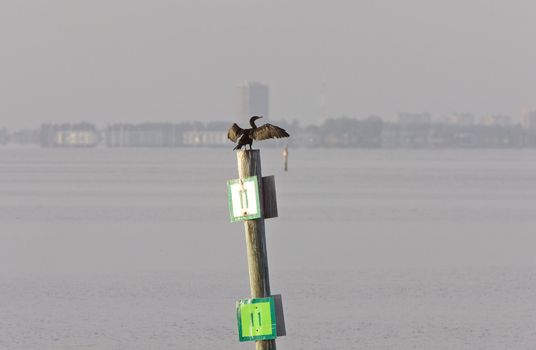 Anhinge drying wings on pole