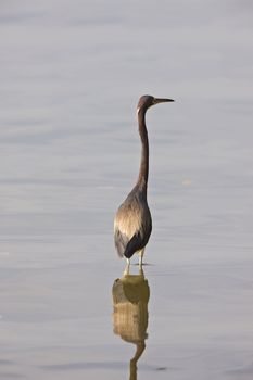 Great Blue Heron in Florida waters