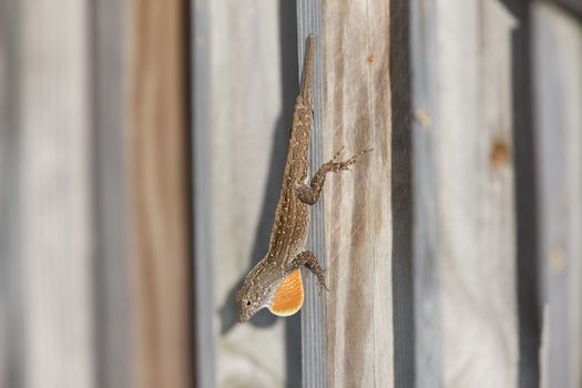 Lizard on Florida fence