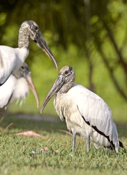 Wood Storks in Florida