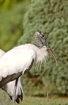 Wood Storks in Florida