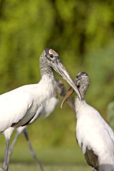 Wood Storks in Florida