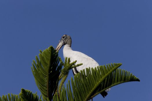 Wood Stork perched in Florida tree