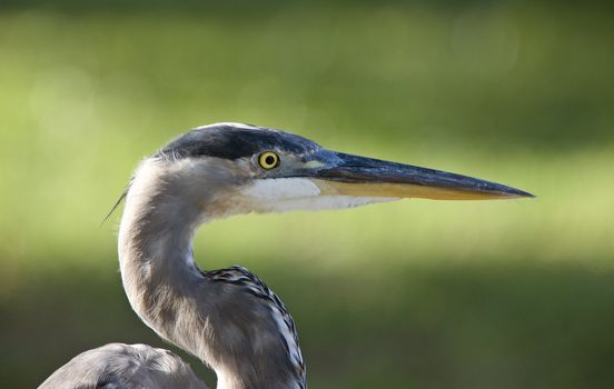 Great Blue Heron in Florida