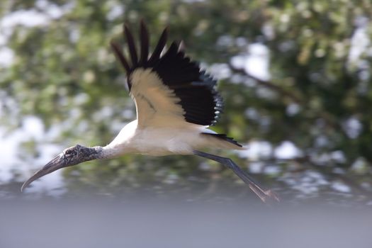 Wood Stork flying over Florida