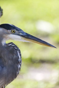 Great Blue Heron in Florida