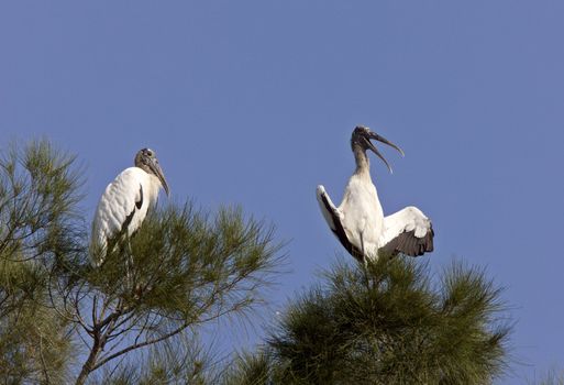 Wood Storks perched in Florida tree