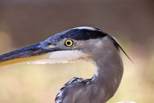 Great Blue Heron in Florida