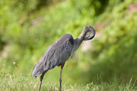 Great Blue Heron in Florida