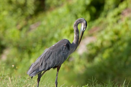 Great Blue Heron in Florida