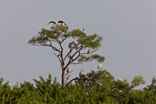 Wood Storks perched in Florida tree