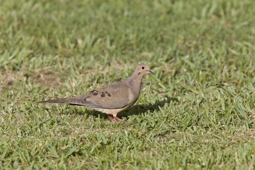 Collared Dove on ground