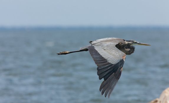 Great Blue Heron in flight along Florida coast