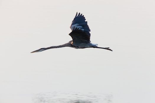 Great Blue Heron  flying over Florida waters