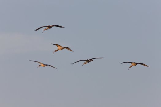 Wood Storks in flight over Florida