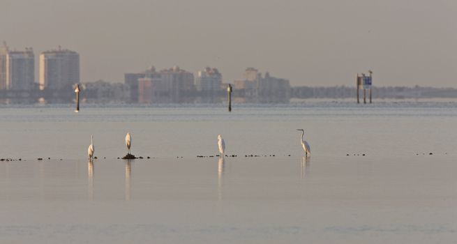 Great White Egrets in bay at Sarasota Florida