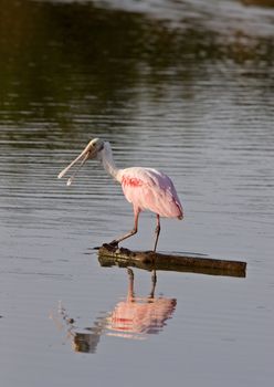 Rosette Spoonbill feeding in Florida waters