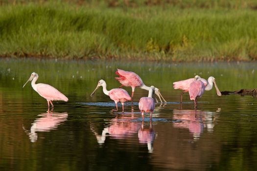 Rosette Spoonbills feeding in Florida waters