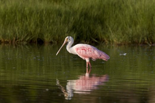 Rosette Spoonbill feeding in Florida waters