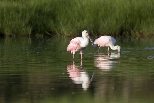 Rosette Spoonbills feeding in Florida waters